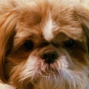 Meet your Posher, Jacqueline